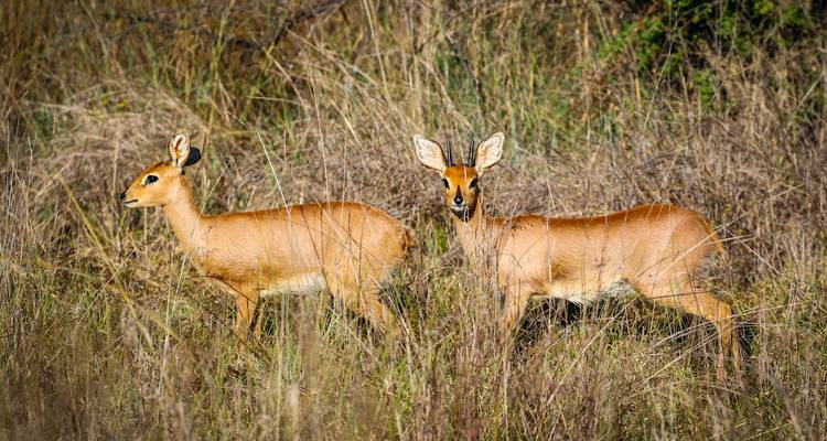 Deux antilopes debout dans les hautes herbes.
