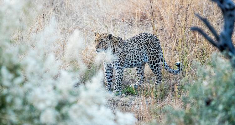 Un léopard debout dans de hautes herbes, avec de la végétation sèche environnante.