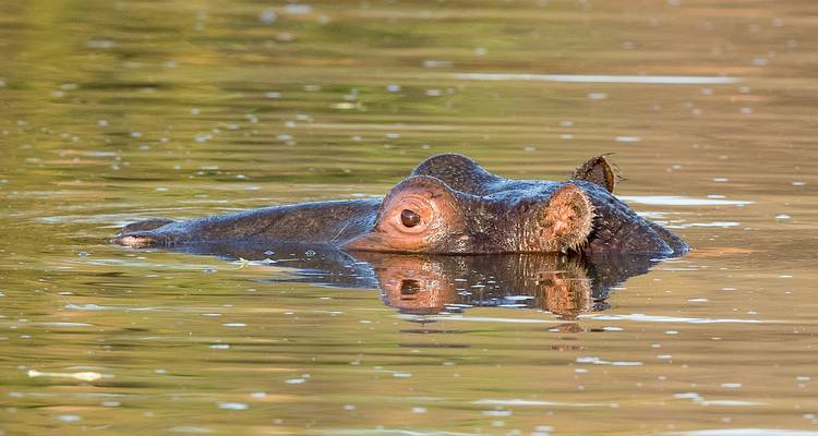 Un hippopotame partiellement immergé dans l'eau.