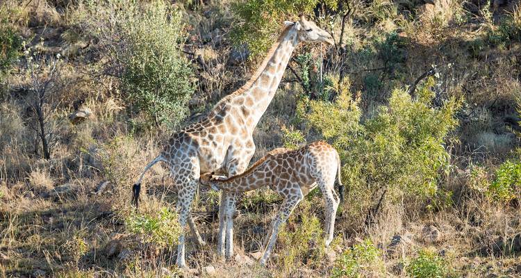 Deux girafes, une adulte et un petit, dans une zone herbeuse.