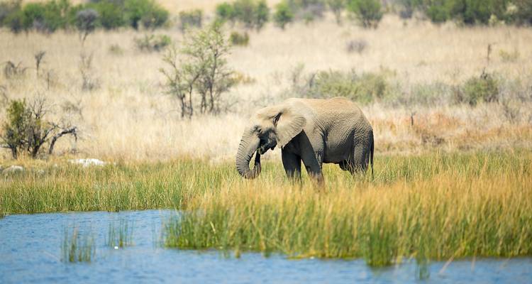 Un éléphant debout près d'un point d'eau.