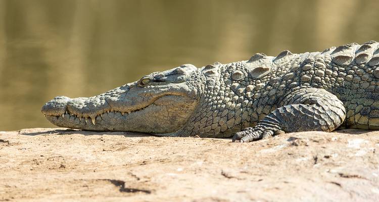 Un crocodile se reposant sur un rocher au bord de l'eau.