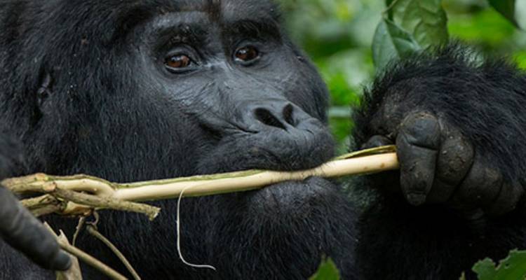 Close-up of a gorilla eating a plant stem.