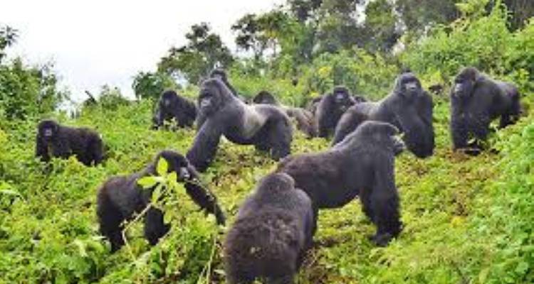 Group of gorillas in a forest clearing.