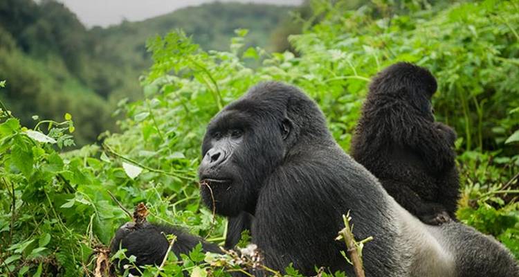 Gorillas resting on a lush green hillside.