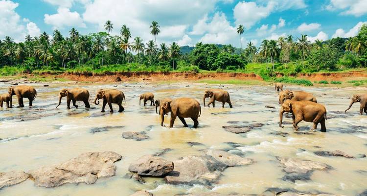 Des éléphants traversant une rivière peu profonde et rocailleuse dans une zone luxuriante.