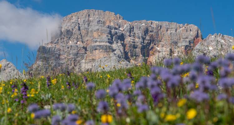 Des fleurs colorées dans une prairie avec une montagne rocheuse en arrière-plan.