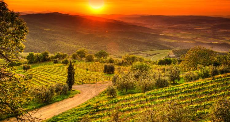 Atardecer sobre un viñedo con colinas ondulantes en un tono dorado.