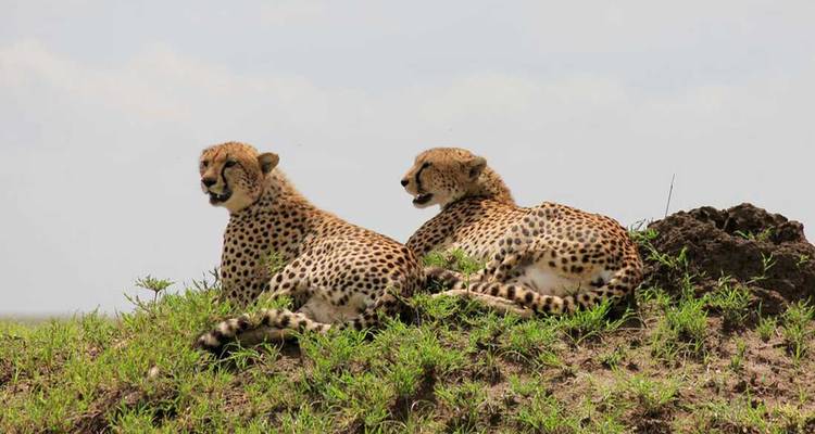 Dos guepardos descansando en un montículo cubierto de hierba en un entorno de sabana.