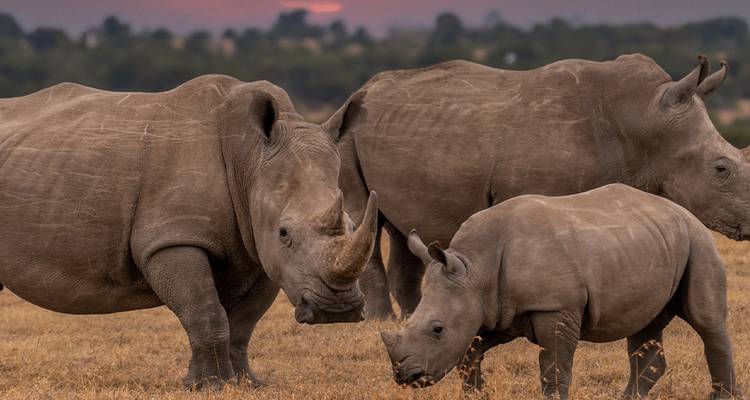 Una familia de rinocerontes pastando en llanuras abiertas durante el atardecer.
