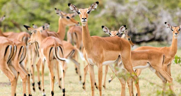 Una manada de impalas parados alerta en un paisaje cubierto de hierba.