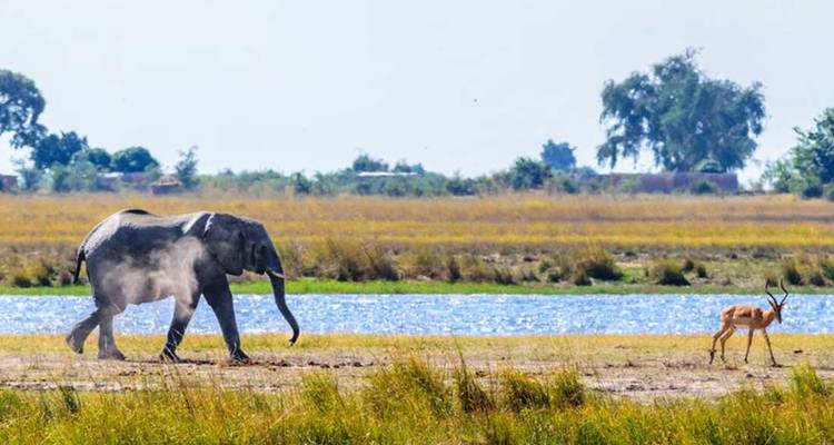 Elefante y antílope cerca de un cuerpo de agua en una sabana herbosa.