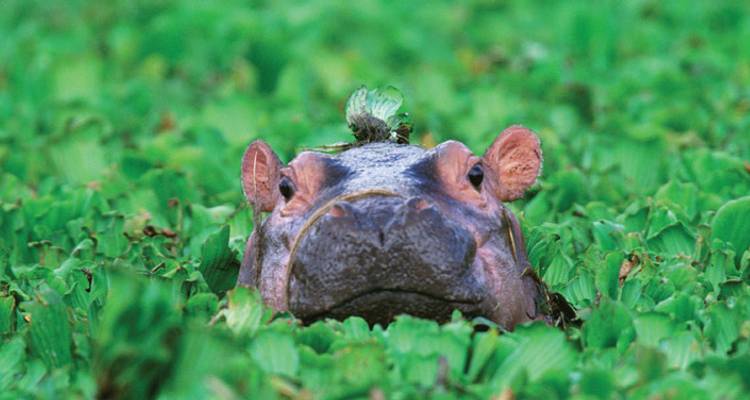 Nilpferd, das zwischen Wasserpflanzen hervorlugt.