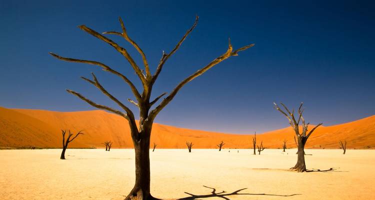 Dead Vlei en Namibie avec des arbres anciens et austères sur fond de dunes de sable rouge et de ciel bleu.