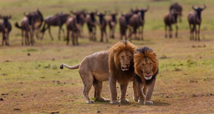 Deux lions debout avec un troupeau de gnous en arrière-plan.