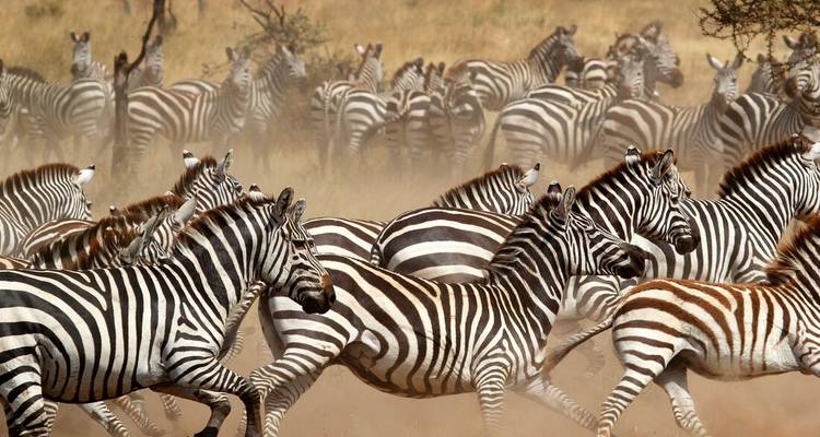 Un troupeau de zèbres courant dans une savane poussiéreuse.
