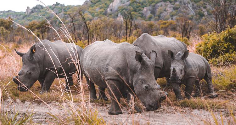Un groupe de rhinocéros broutant dans un paysage accidenté et broussailleux.