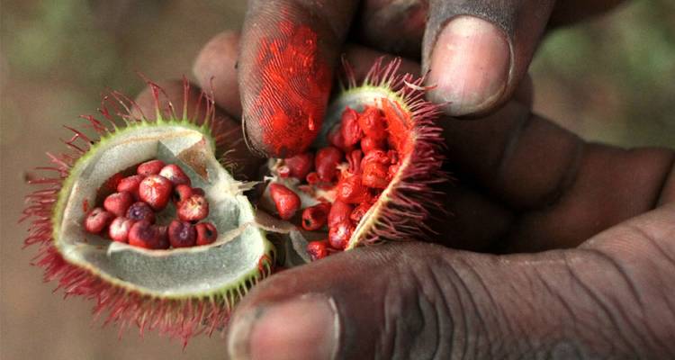 Close-up of a person handling red spiky fruit with seeds.