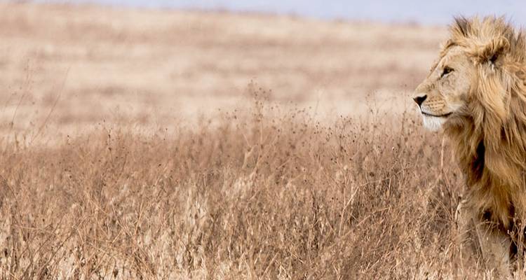 Lion standing in a dry grassland.