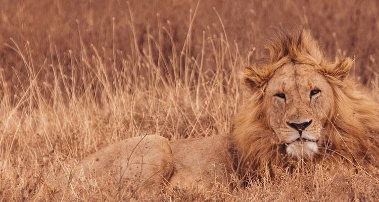 Lion laying down in dry grass.