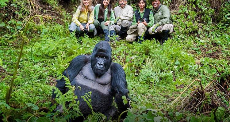 Gorilla with tourists in the forest.