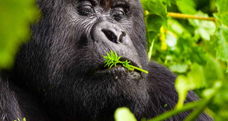 Close-up of a gorilla eating leaves.
