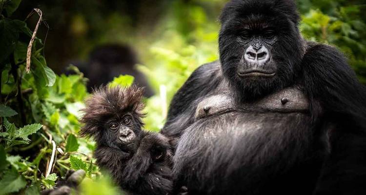 Gorilla with baby in the forest.