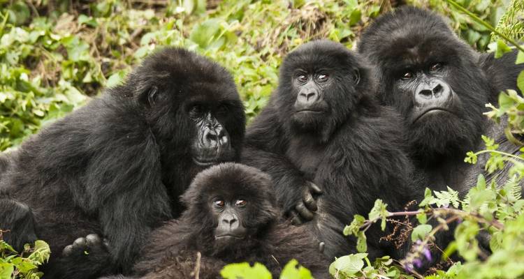 Family of gorillas sitting together in the forest.