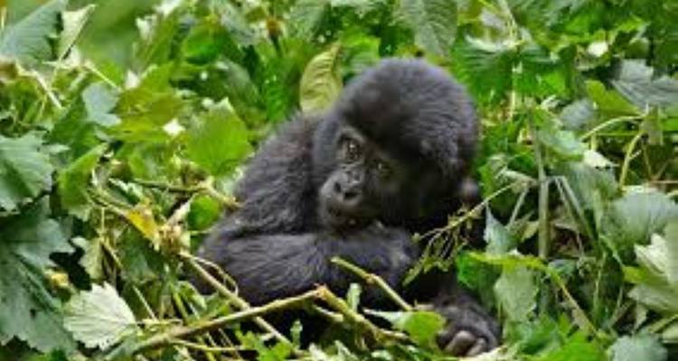Young gorilla resting in foliage.