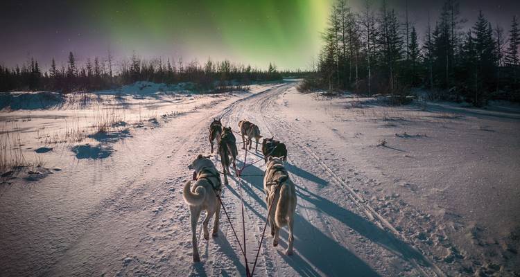 Dogs pulling a sled on a snowy road with the Northern lights.