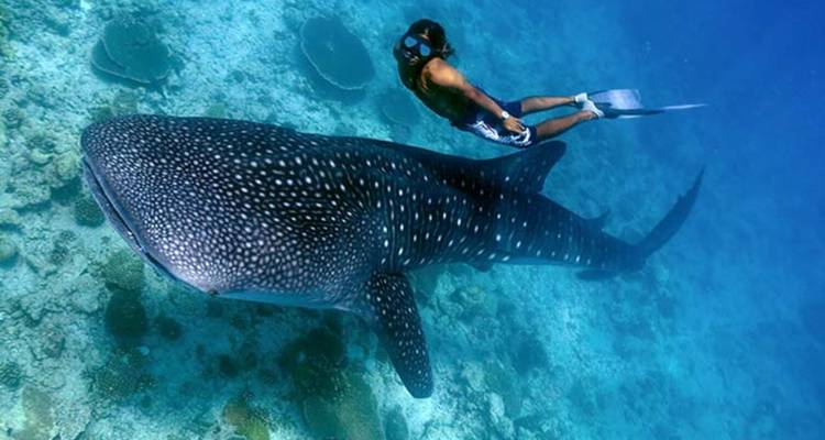 Personne nageant aux côtés d'un requin-baleine sous l'eau.