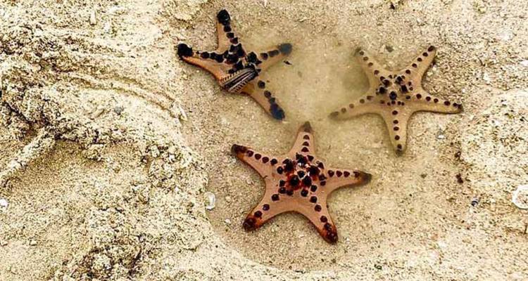 Three starfish in shallow water on a sandy surface.