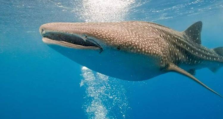 Gros plan d'un requin-baleine nageant sous l'eau.