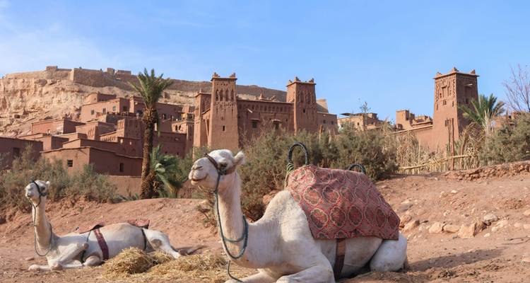 Two white camels rest before the earthen towers of Ait Benhaddou’s fortress-like ksar under a clear sky.