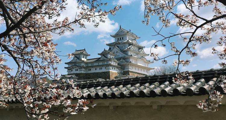 Château de Himeji encadré par les cerisiers en fleurs.