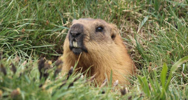 Une marmotte qui sort la tête de son terrier dans un champ herbeux.