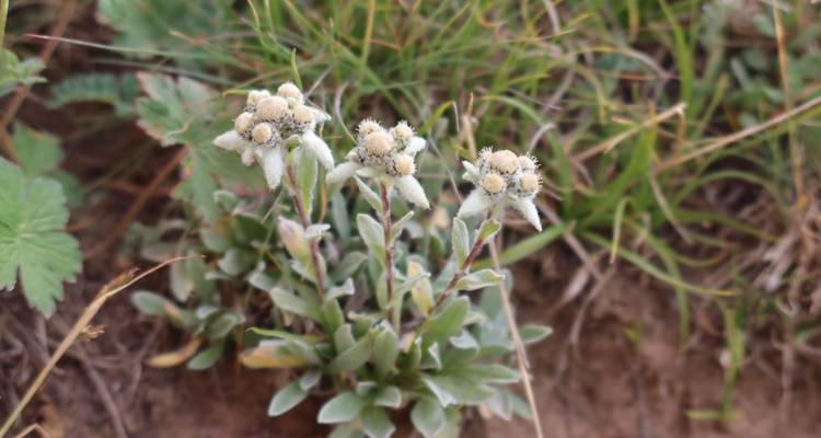 Close-up of wildflowers with grassy background