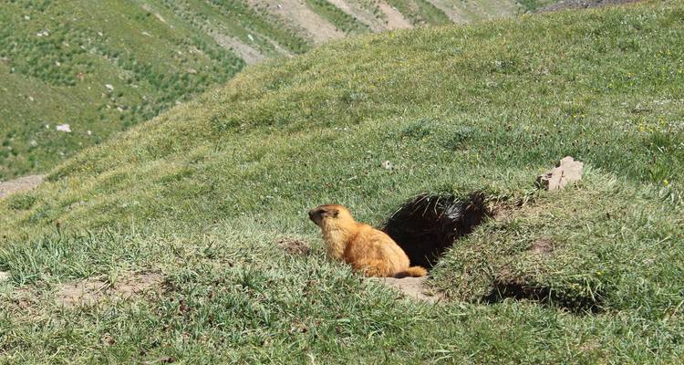 Marmot sitting by its burrow in a grassy area