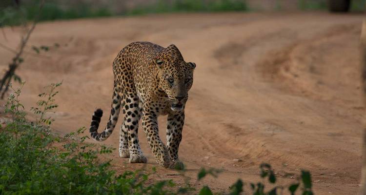 Léopard marchant sur un sentier poussiéreux dans la nature sauvage.