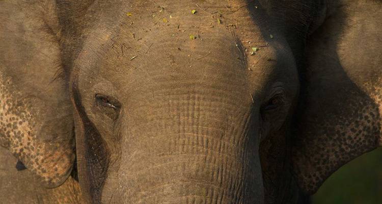 Portrait en gros plan d'un éléphant.