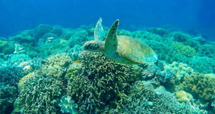 Vue sous-marine d'une tortue de mer nageant au-dessus de récifs coralliens.