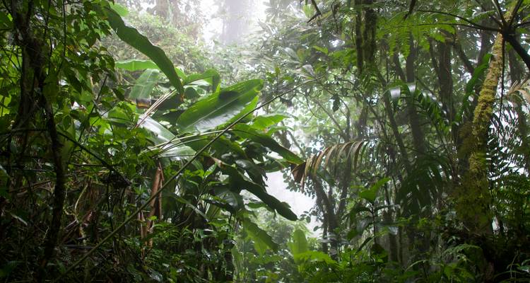 Dichter tropischer Wald mit Nebel und verschiedenartigem Blattwerk.