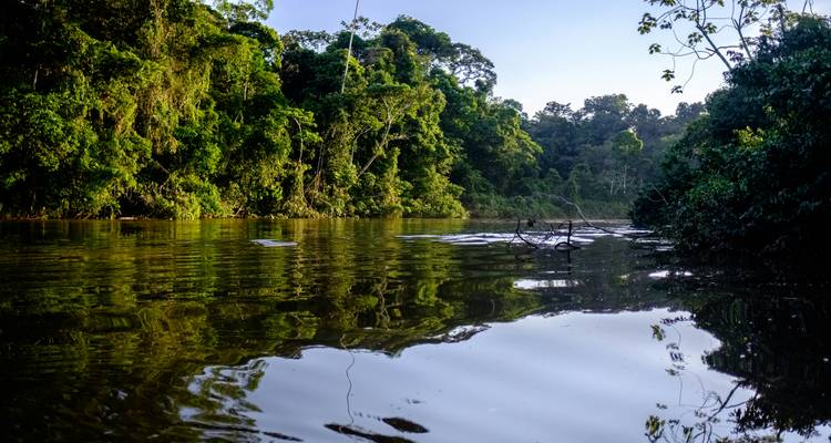 Forêt tropicale dense bordant une rivière calme.