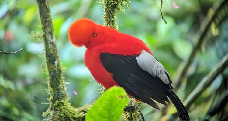 Oiseau rouge vif avec une crête distincte perché dans la forêt.