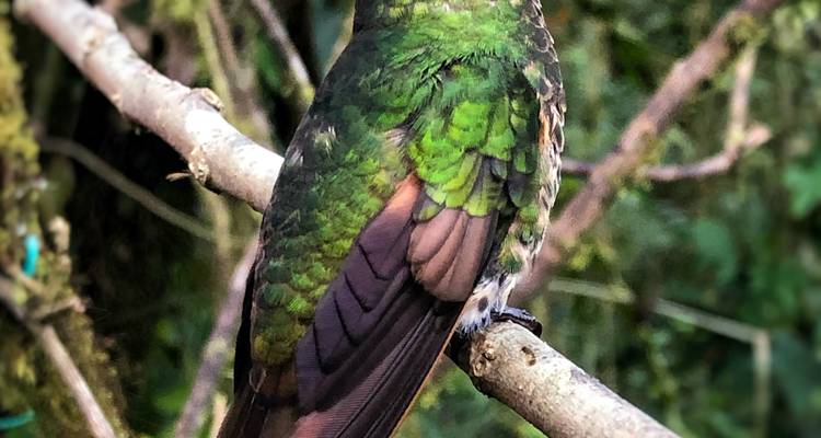 Colibri coloré perché sur une branche.