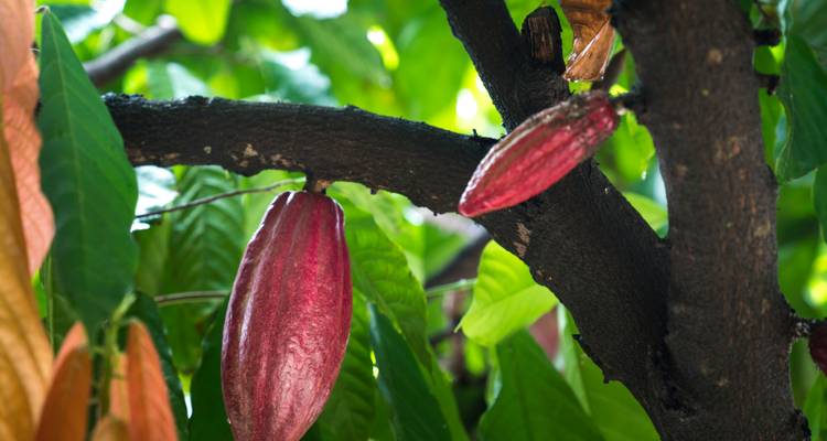Gros plan de cabosses de cacao sur un arbre.