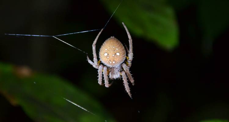 Araignée suspendue sur sa toile sur un fond de feuilles.