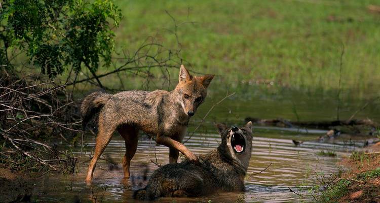 Des chiens sauvages dans un point d'eau dans la nature sauvage.