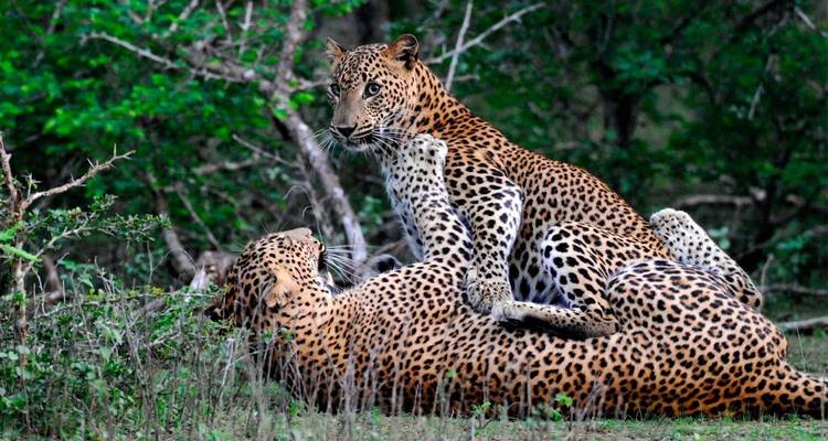 Deux léopards interagissant dans une forêt.