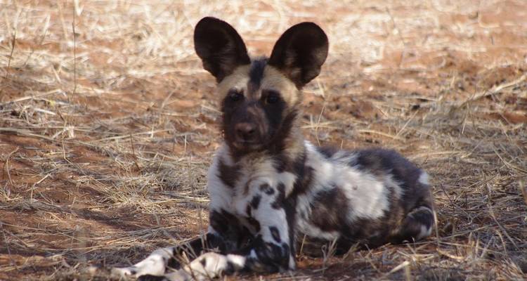 Chien sauvage au repos dans l'herbe.